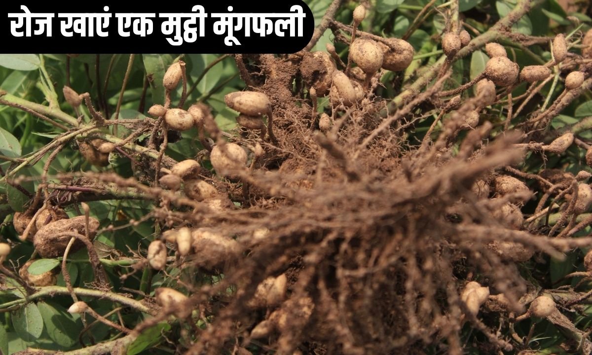 रोज खाएं एक मुट्ठी मूंगफली