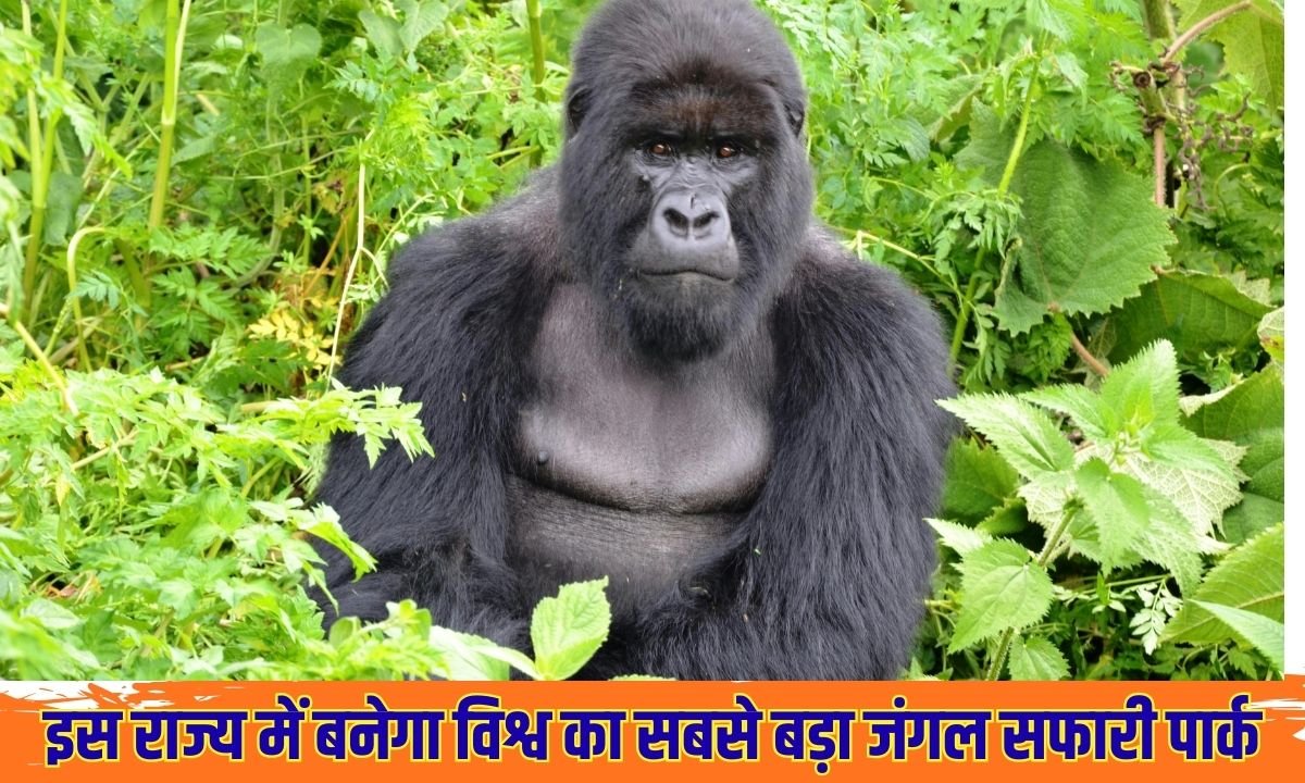 इस राज्य में बनेगा विश्व का सबसे बड़ा जंगल सफारी पार्क