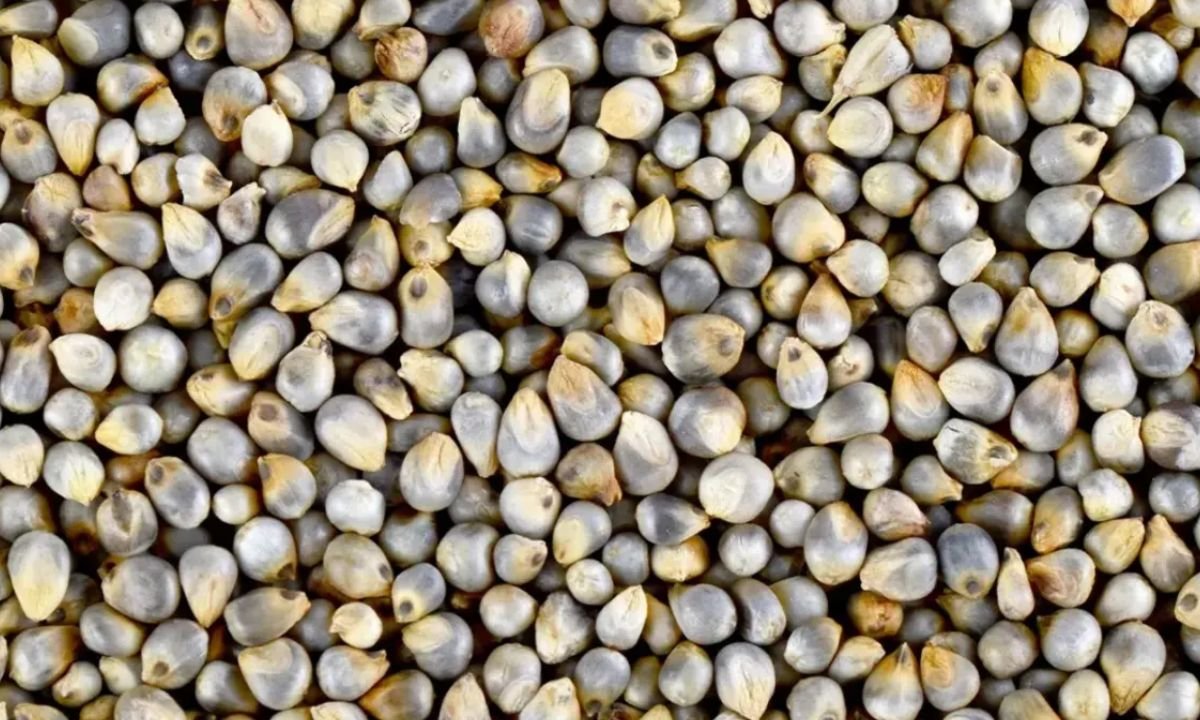 Haryana News : Millet will not be distributed at the ration depot