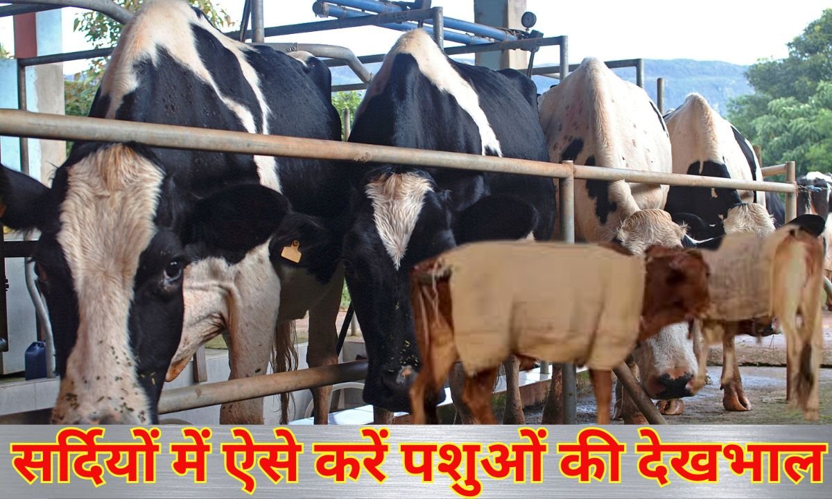 सर्दियों में ऐसे करें पशुओं की देखभाल