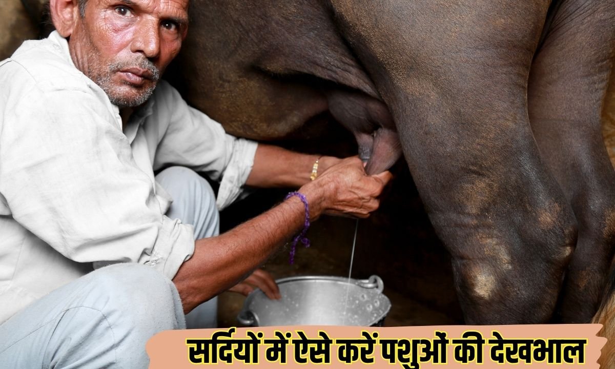 सर्दियों में ऐसे करें पशुओं की देखभाल