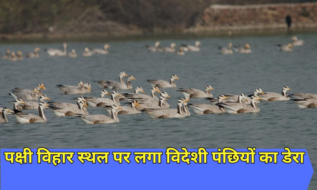 इस पक्षी विहार स्थल पर लगा विदेशी पंछियों का डेरा फोटो : चेतना 