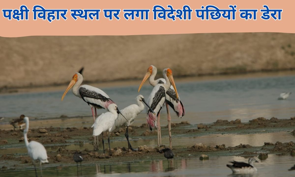 इस पक्षी विहार स्थल पर लगा विदेशी पंछियों का डेरा फोटो : चेतना 