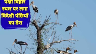 इस पक्षी विहार स्थल पर लगा विदेशी पंछियों का डेरा फोटो : चेतना