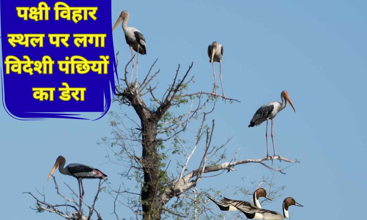इस पक्षी विहार स्थल पर लगा विदेशी पंछियों का डेरा फोटो : चेतना