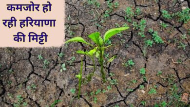 कमजोर हो रही हरियाणा की मिट्टी, नाइट्रोजन और फास्फोरस की कमी
