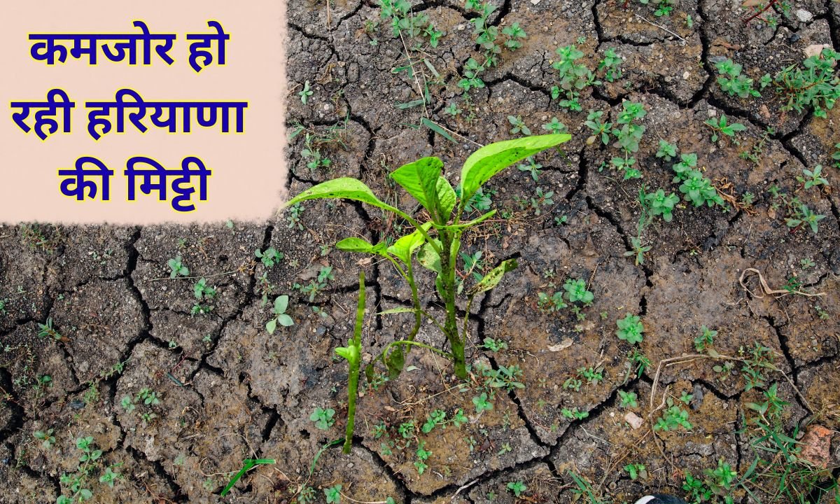 कमजोर हो रही हरियाणा की मिट्टी, नाइट्रोजन और फास्फोरस की कमी