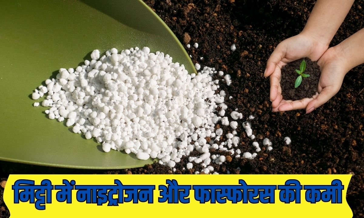 कमजोर हो रही हरियाणा की मिट्टी, नाइट्रोजन और फास्फोरस की कमी