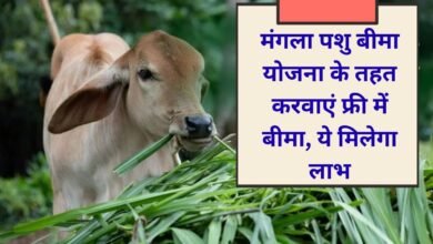 Mangla Scheme 2025 rajasthan government registration full process