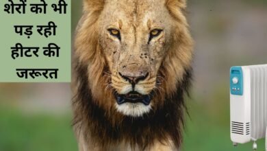 सर्दी का सितम शेरों को भी पड़ रही हीटर की जरूरत