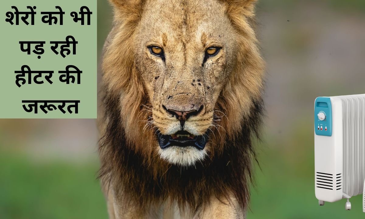 सर्दी का सितम शेरों को भी पड़ रही हीटर की जरूरत