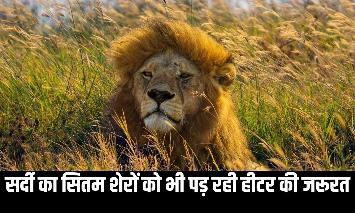 सर्दी का सितम शेरों को भी पड़ रही हीटर की जरूरत