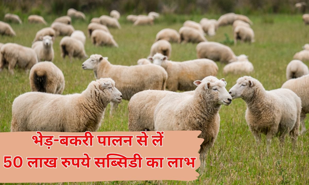 sarkari yojana news : भेड़-बकरी पालन अपना कर लें 50 लाख रुपये तक की सब्सिडी का लाभ
