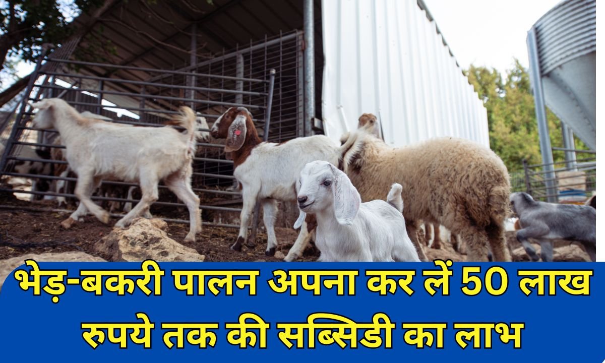 sarkari yojana news : भेड़-बकरी पालन अपना कर लें 50 लाख रुपये तक की सब्सिडी का लाभ