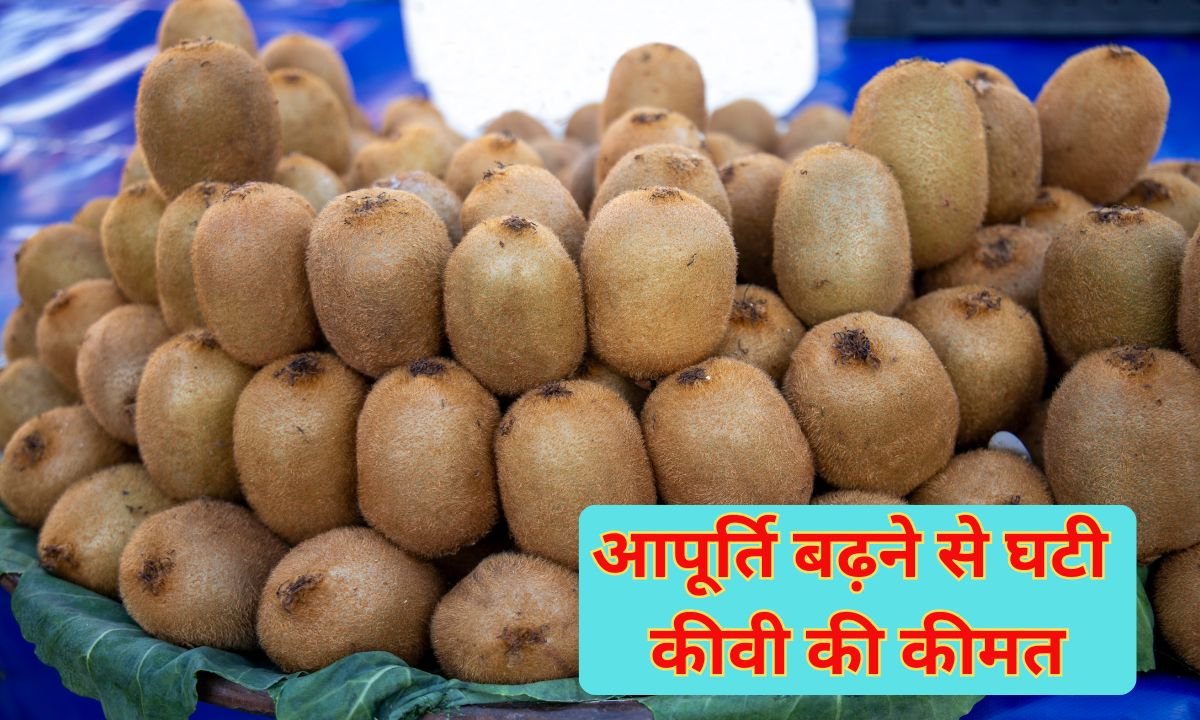 Kiwi prices fall: Kiwi prices fall due to increased supply, 10 pieces for Rs 100