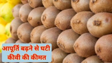 Kiwi prices fall: Kiwi prices fall due to increased supply, 10 pieces for Rs 100