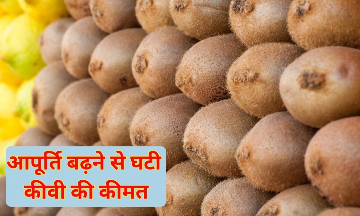 Kiwi prices fall: Kiwi prices fall due to increased supply, 10 pieces for Rs 100