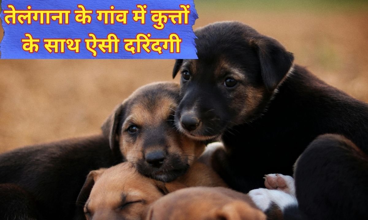 500 dogs killed: You will be shocked to hear the brutality against dogs in a village in Telangana.