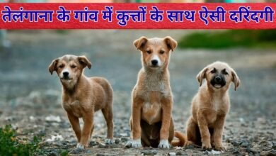 500 dogs killed: You will be shocked to hear the brutality against dogs in a village in Telangana.