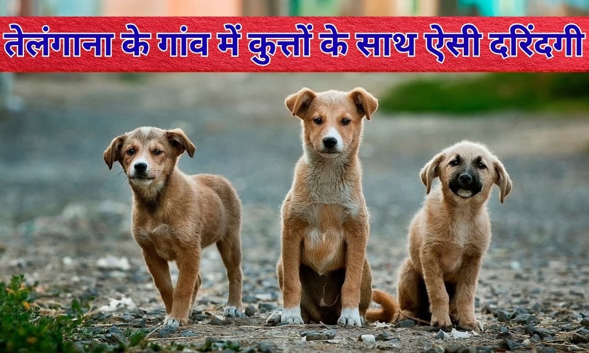 500 dogs killed: You will be shocked to hear the brutality against dogs in a village in Telangana.