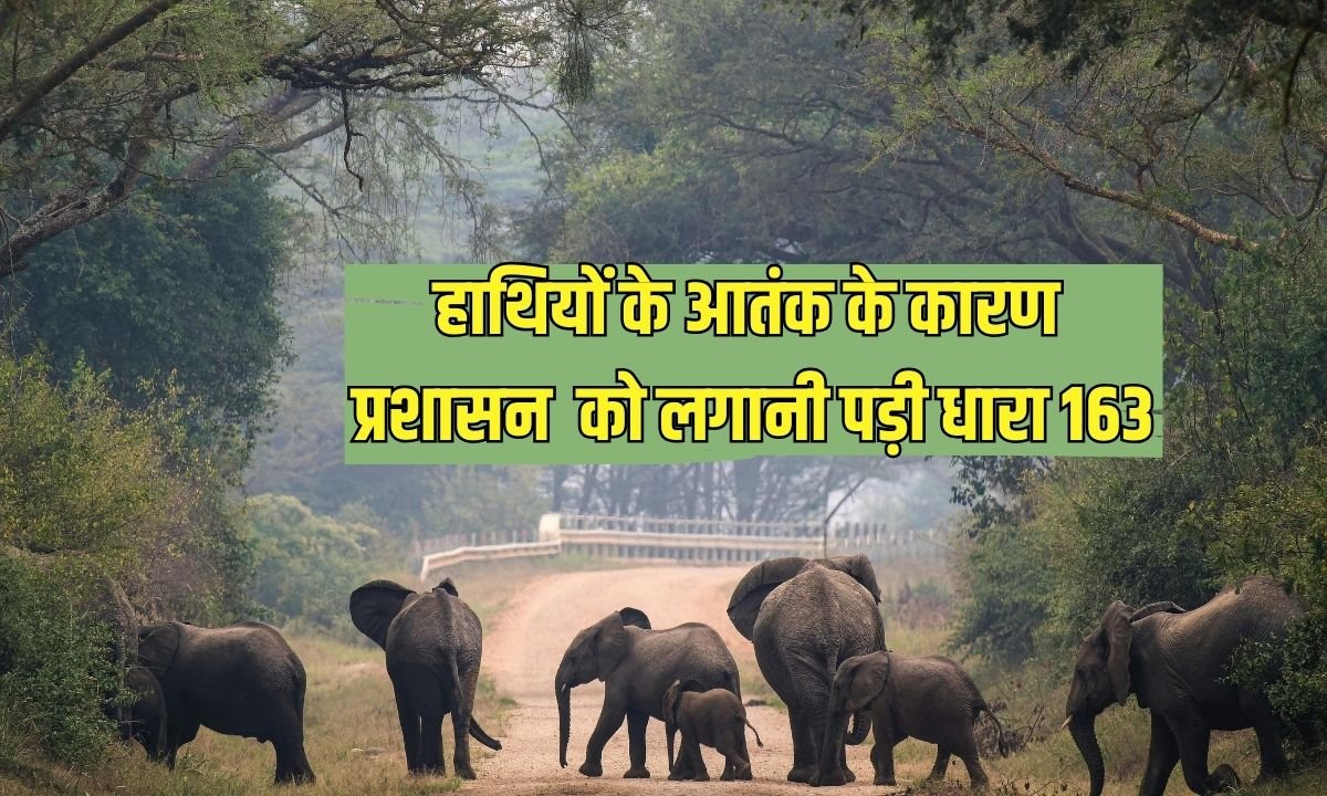 Elephant Activity: Due to the terror of elephants, the administration had to impose Section 163