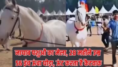 Cattle Fair: A unique animal fair, a 28-month-old, 56-inch-tall horse, and a camel do a catwalk.