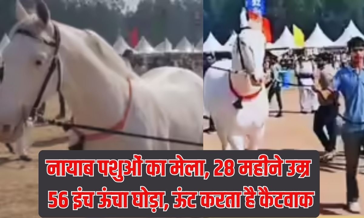 Cattle Fair: A unique animal fair, a 28-month-old, 56-inch-tall horse, and a camel do a catwalk.