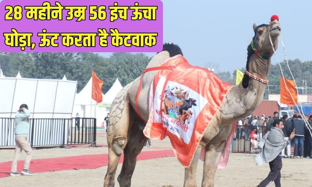Cattle Fair: A unique animal fair, a 28-month-old, 56-inch-tall horse, and a camel do a catwalk.