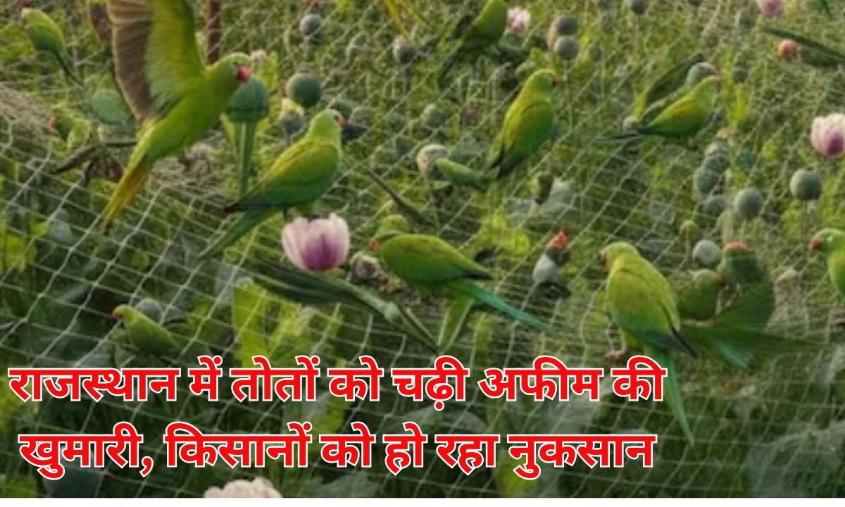 Opium Crop: Parrots in Rajasthan are addicted to opium, causing losses to farmers