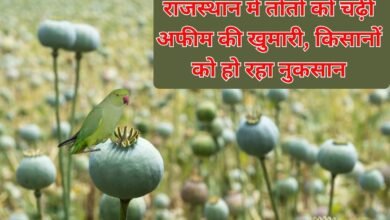 Opium Crop: Parrots in Rajasthan are addicted to opium, causing losses to farmers
