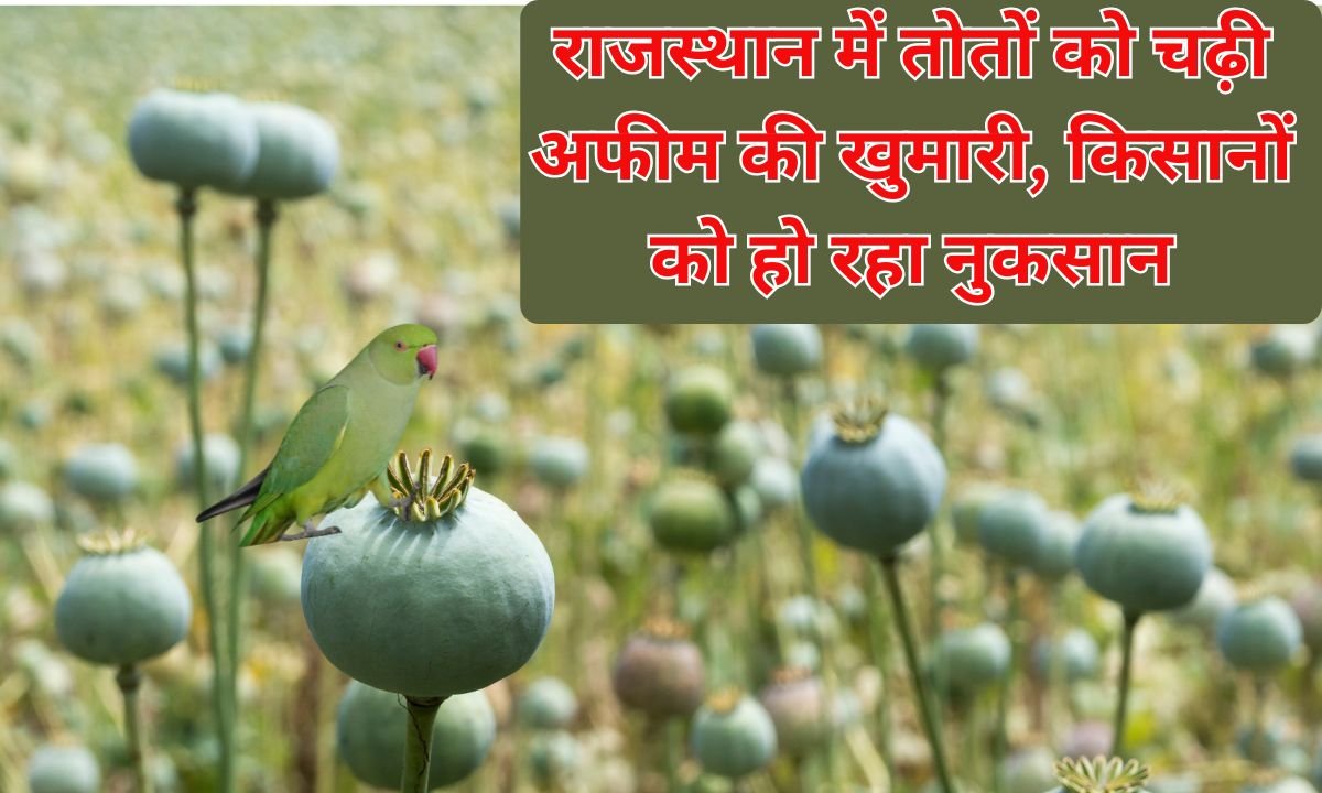 Opium Crop: Parrots in Rajasthan are addicted to opium, causing losses to farmers