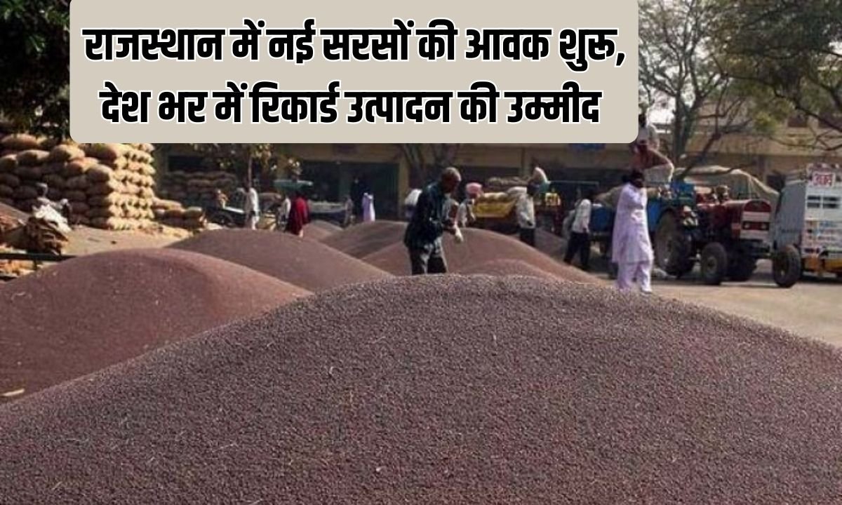Mustard Prices: Arrival of new mustard begins in Rajasthan, record production expected across the country