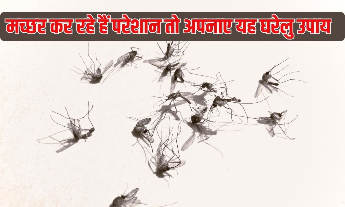Get Rid of Mosquitoes: If mosquitoes are bothering you, try this home remedy; you will get instant relief and also get rid of toxic smoke.