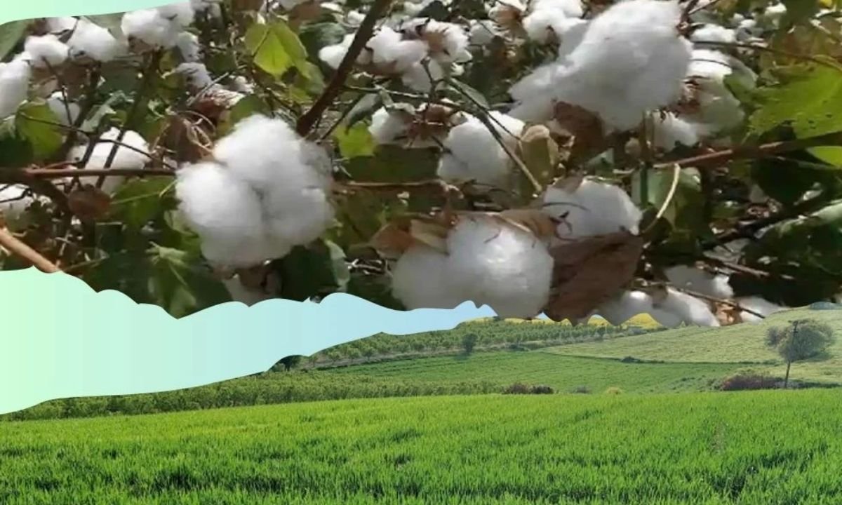 How to get a soil test done