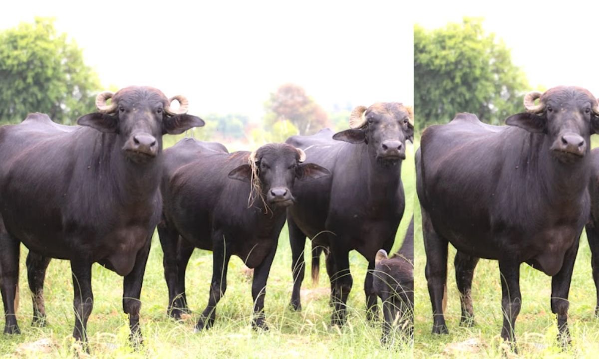 Murrah Buffalo how can you tell if the breed is pure or not