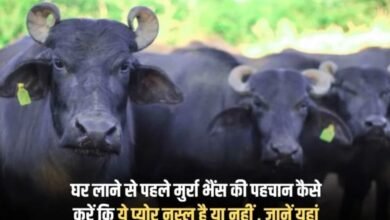 Murrah Buffalo how can you tell if the breed is pure or not