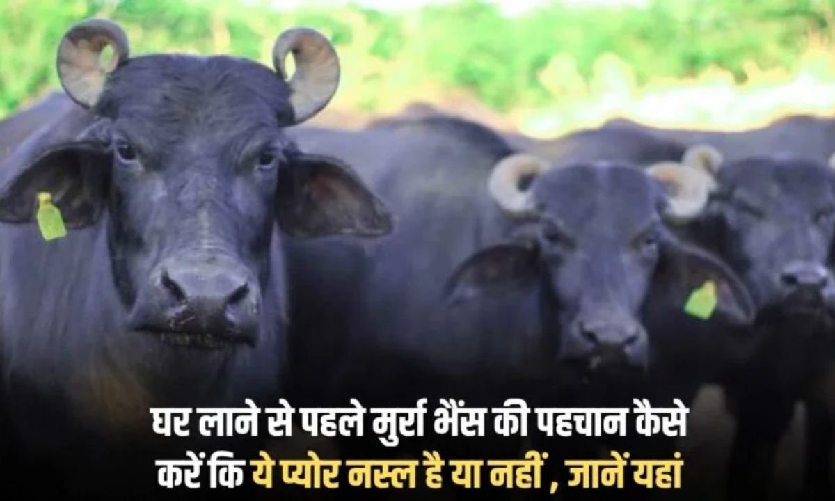 Murrah Buffalo how can you tell if the breed is pure or not