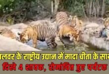 Sariska Tiger Reserve: 4 cubs seen with a female cheetah in Alwar National Park, thrilling tourists