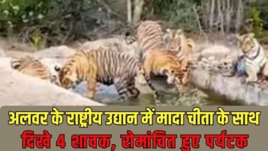 Sariska Tiger Reserve: 4 cubs seen with a female cheetah in Alwar National Park, thrilling tourists