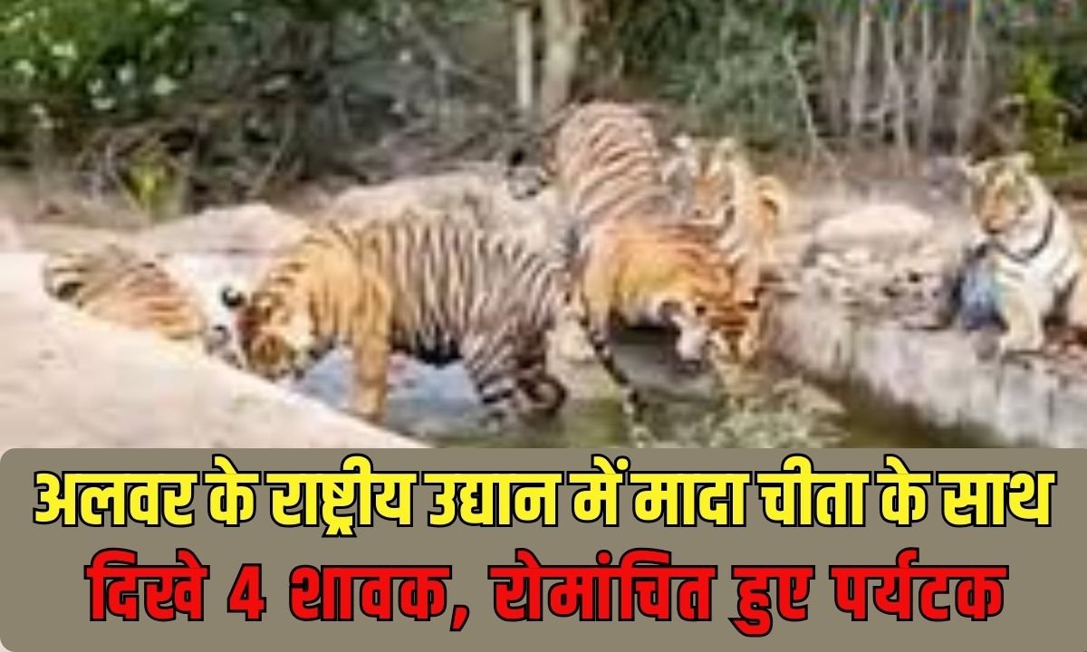 Sariska Tiger Reserve: 4 cubs seen with a female cheetah in Alwar National Park, thrilling tourists