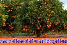 Kinnow production in Hanumangarh: Farmers in Rajasthan are enjoying the sweetness of Kinnow, and the horticulture sector is growing.