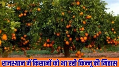 Kinnow production in Hanumangarh: Farmers in Rajasthan are enjoying the sweetness of Kinnow, and the horticulture sector is growing.