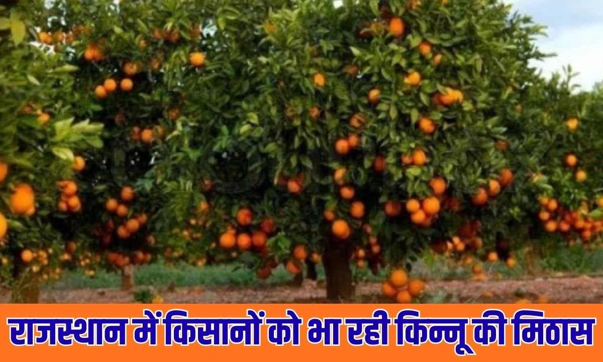 Kinnow production in Hanumangarh: Farmers in Rajasthan are enjoying the sweetness of Kinnow, and the horticulture sector is growing.