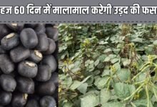 गेहूं कटाई के बाद खाली हुआ खेत, महज 60 दिन में मालामाल करेगी उड़द की फसल