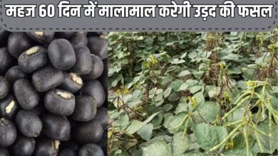गेहूं कटाई के बाद खाली हुआ खेत, महज 60 दिन में मालामाल करेगी उड़द की फसल