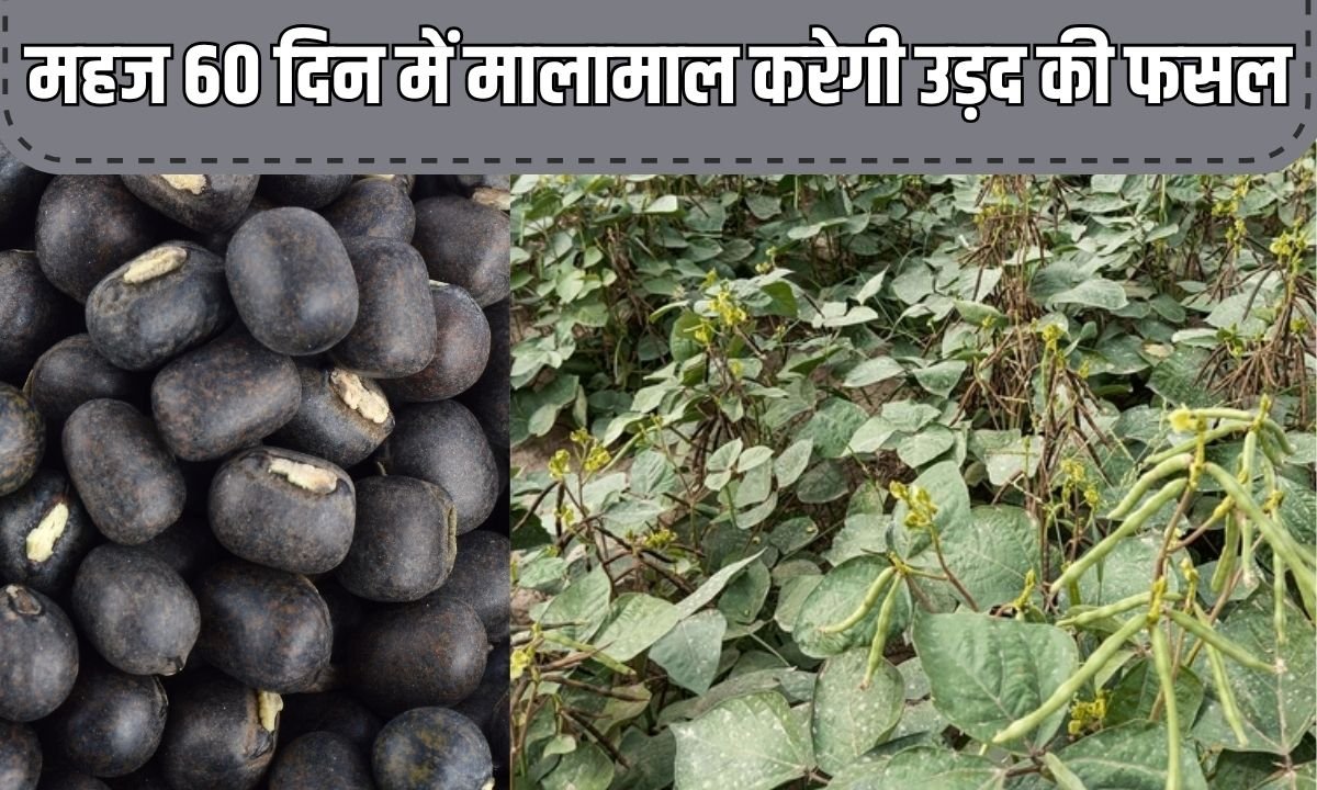 गेहूं कटाई के बाद खाली हुआ खेत, महज 60 दिन में मालामाल करेगी उड़द की फसल