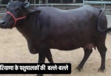 हरियाणा के पशुपालकों की होगी बल्ले-बल्ले, मुर्रा भैंस भैंस पर MP सरकार देगी 75% सब्सिडी