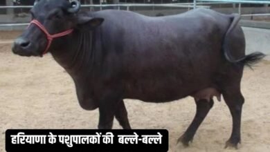 हरियाणा के पशुपालकों की होगी बल्ले-बल्ले, मुर्रा भैंस भैंस पर MP सरकार देगी 75% सब्सिडी
