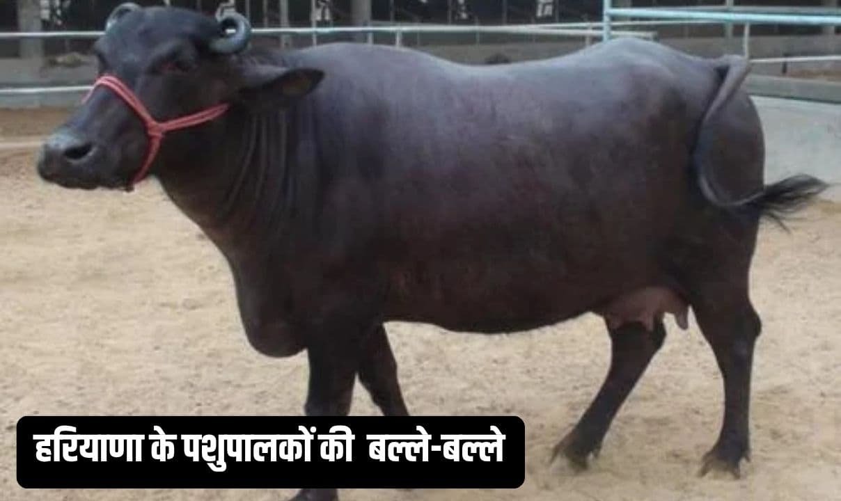 हरियाणा के पशुपालकों की होगी बल्ले-बल्ले, मुर्रा भैंस भैंस पर MP सरकार देगी 75% सब्सिडी