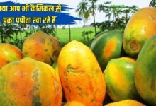 Identifying Chemically Ripened Papaya